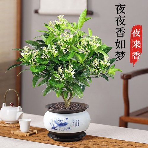 夜来香盆栽花树苗驱蚊植物九里香花卉植物室内花阳台庭院驱蚊绿植