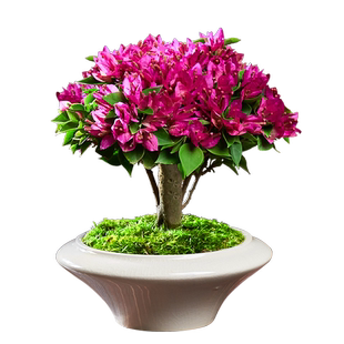 精品三角梅盆栽带花苞老桩观花好养活的花卉植物树苗阳台绿植盆景