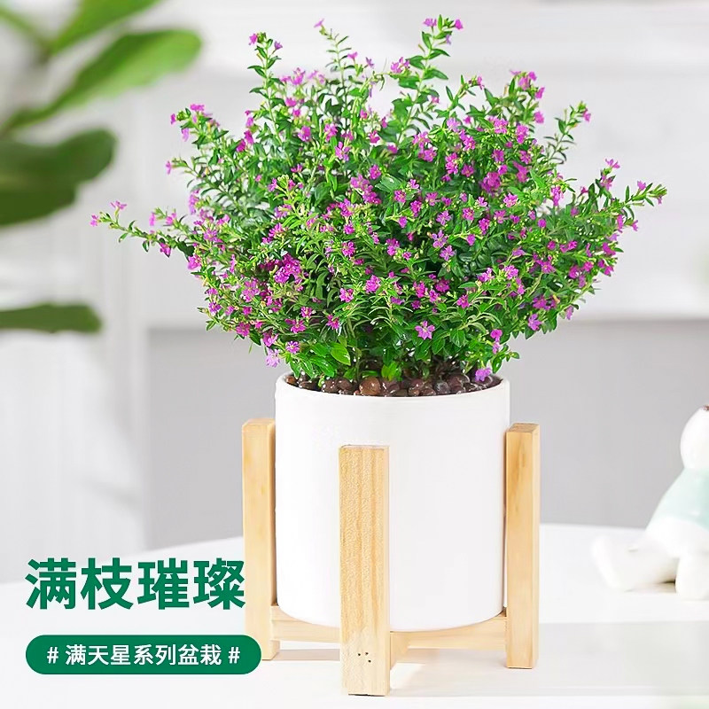 满天星盆栽带花苞四季开花植物室内阳台庭院好养易活观花花卉绿植