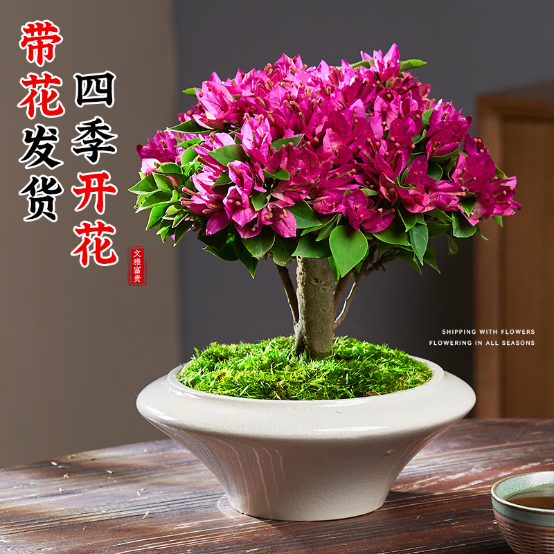 精品三角梅盆栽带花苞老桩观花好养活的花卉植物树苗阳台绿植盆景