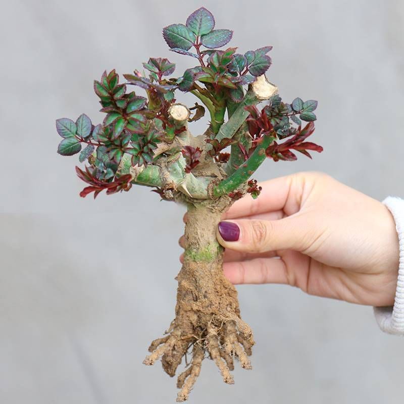玫瑰花苗老根苗盆栽花卉植物