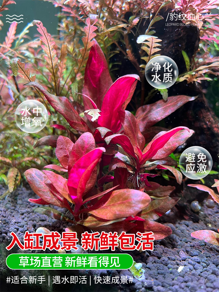 新手养鱼懒人水草增氧冒泡鱼缸造景水下叶坨草无需底沙淡水植物草