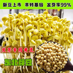 发芽黄豆新货东北芽豆非转基因690小豆子纳豆生豆芽专用黄豆种子