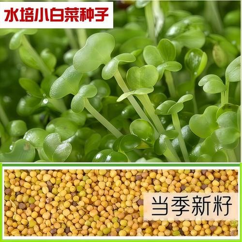 水培小白菜种子无土栽培芽苗菜种