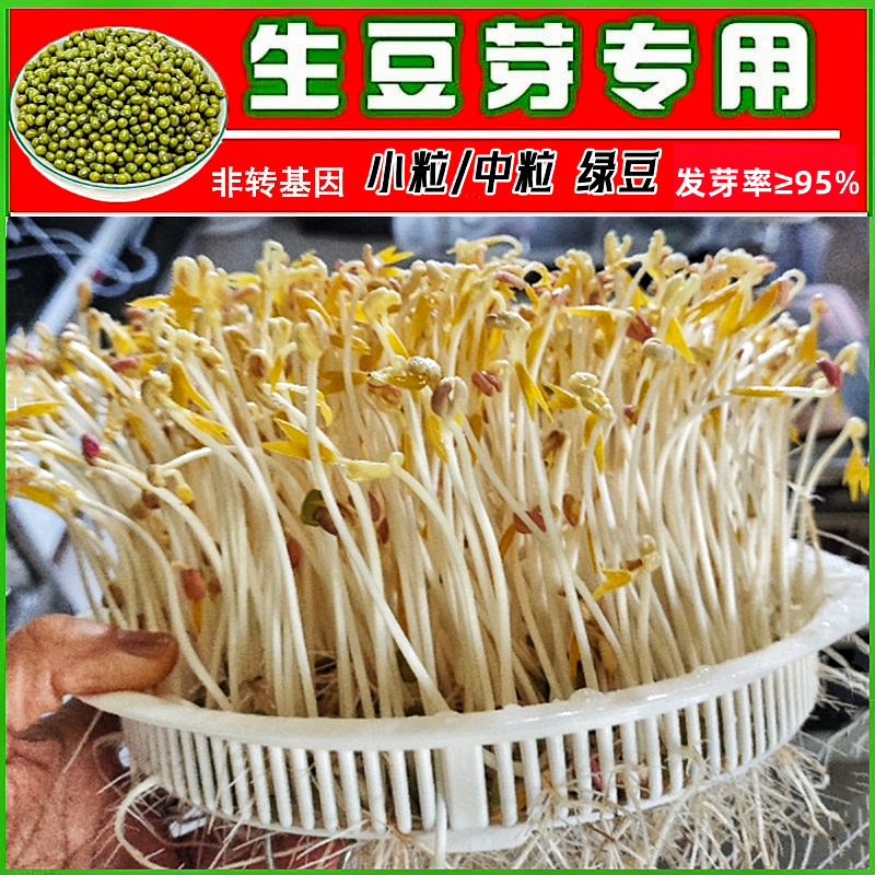 发芽绿豆专用生豆芽豆种子