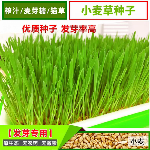 26年新小麦种子水培发芽专用麦子