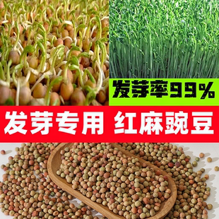 芽苗菜红麻豌豆苗种子无土栽培豌豆尖室内阳台四季水培蔬菜种子