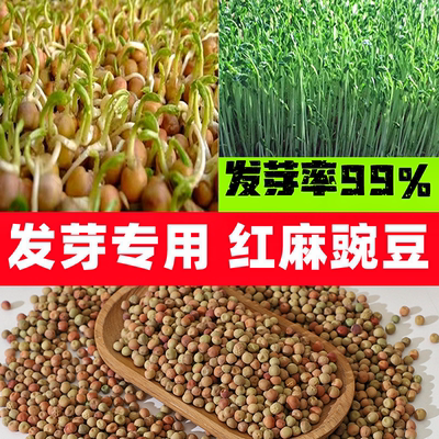 红麻豌豆苗种子四季水培芽苗菜