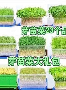 小包装芽苗菜种子水培蔬菜种子