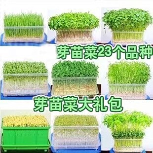 健康自己种 芽苗菜种子 蔬菜种子 无土栽培 萝卜芽苗菜 豆苗芽菜