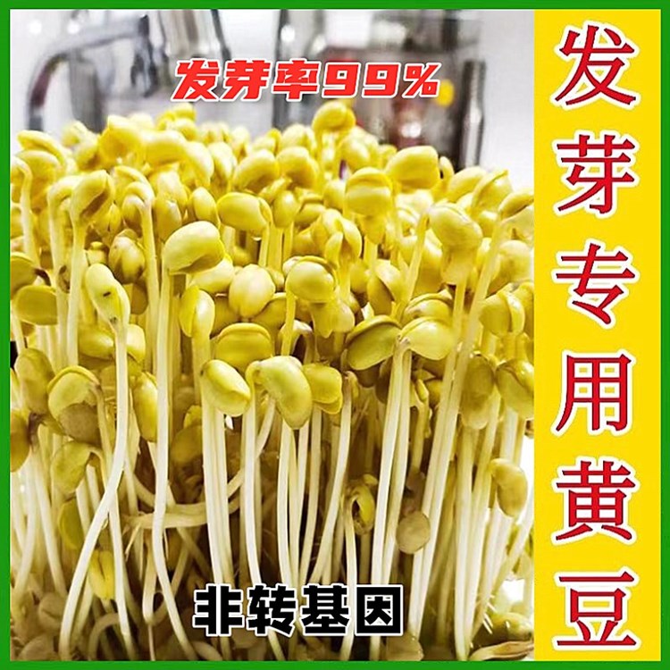 发豆芽黄豆生黄豆芽豆专用黄豆种子小...