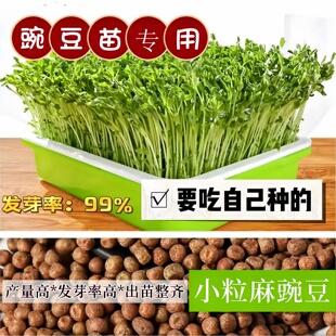 豌豆苗专用芽苗菜种子麻豌豆大叶无须豌豆尖四季室内阳台蔬菜种籽