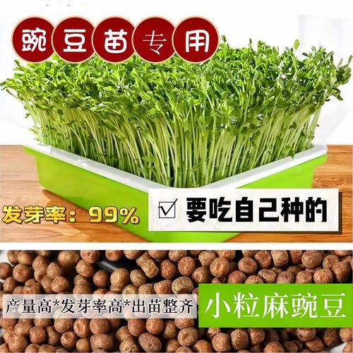 豌豆苗四季芽苗菜种子水培麻豌豆