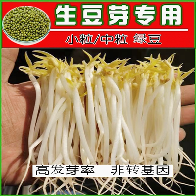 豆芽菜水培绿豆芽专用豆子