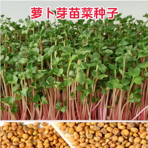 四季水培萝卜芽苗菜种子阳台盆栽