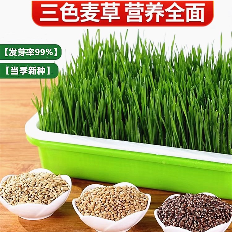 25年新小麦种子水培发芽专用麦子