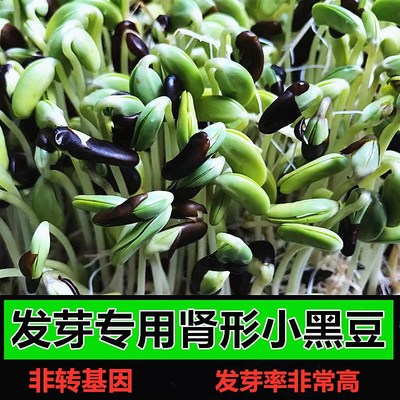 发芽黑豆生豆芽发豆芽菜芽豆种子