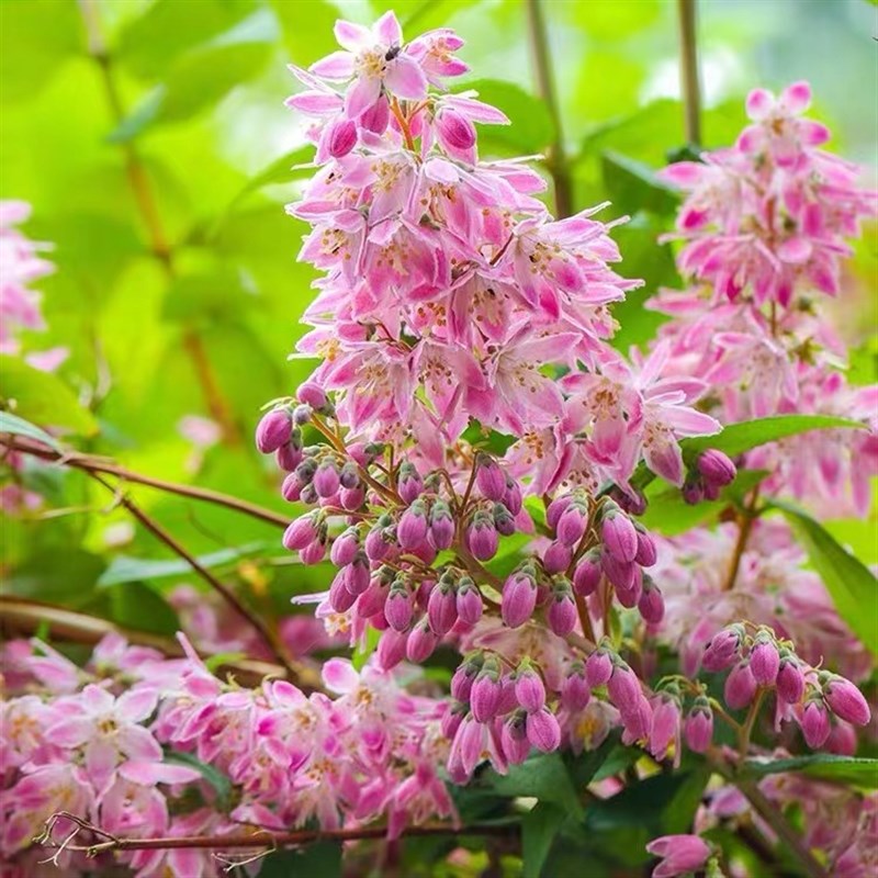 【溲疏草莓田】宙斯花园多年生耐热耐寒庭院花园粉花落叶灌木