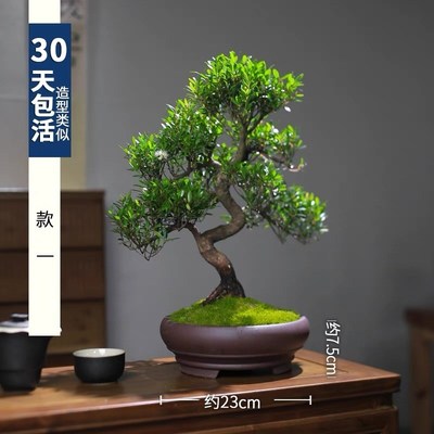 小叶赤楠盆景室内绿植中式盆栽老桩客厅办公客厅桌面摆件好养植物