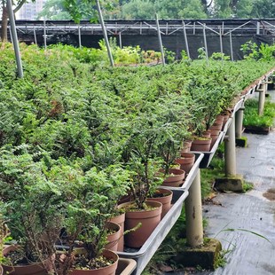 芝麻榆8cm盆微型盆景迷你小盆栽阳台庭院绿植案几摆件植物