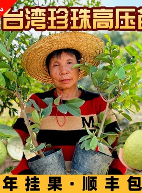 增城珍珠番石榴台湾芭乐高压树苗当年挂果四季爽脆甜阳台盆栽嫁接