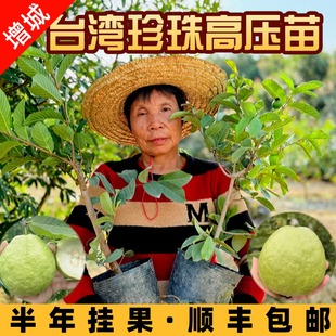 增城珍珠番石榴台湾芭乐高压树苗当年挂果四季爽脆甜阳台盆栽嫁接