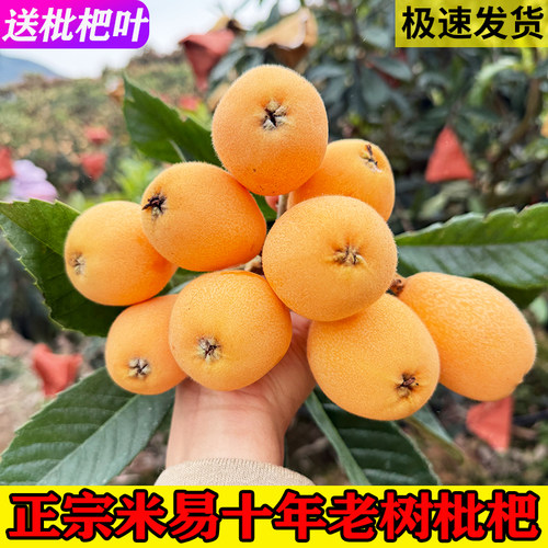 顺丰快递四川米易现摘甜枇杷新鲜琵琶果当季精选孕妇水果