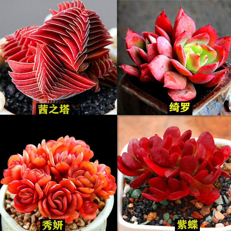 多肉植物 多肉 手指 红宝石多头群生多肉室内盆栽 稀有茜之塔老桩