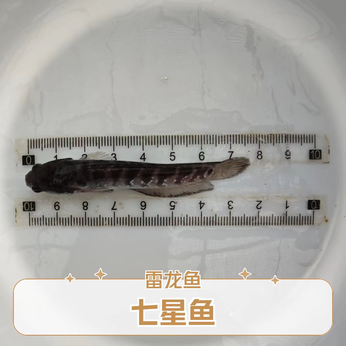 雷龙鱼七星鱼 花星鱼山斑鱼 月鳢 淡水观赏鱼宠物鱼 渔场直发包邮