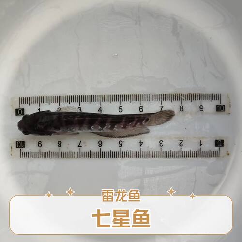 雷龙鱼七星鱼花星鱼山斑鱼月鳢鱼