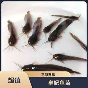 本地塘鲺鱼 塘角鱼 皇妃一号 三黄塘鲺 胡子鲶鱼 淡水食用 观赏鱼
