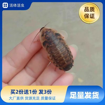 蜥蜴吃的虫子杜比亚蟑螂活虫饲料