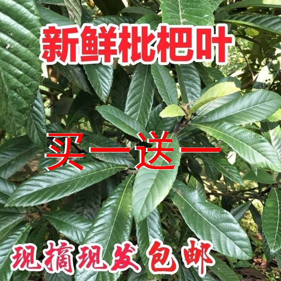 新鲜枇杷叶中药材500g现摘现发