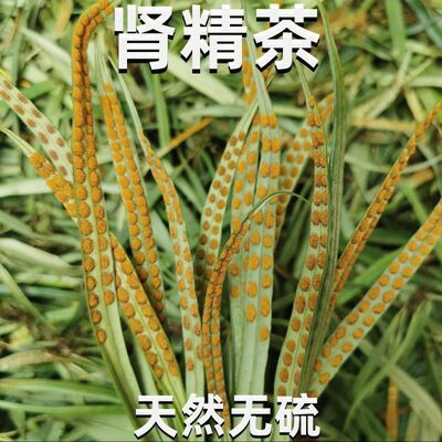 长白山肾精草正品官方旗舰石苇茶店神经草黄金草嗷嗷叫泡酒泡水