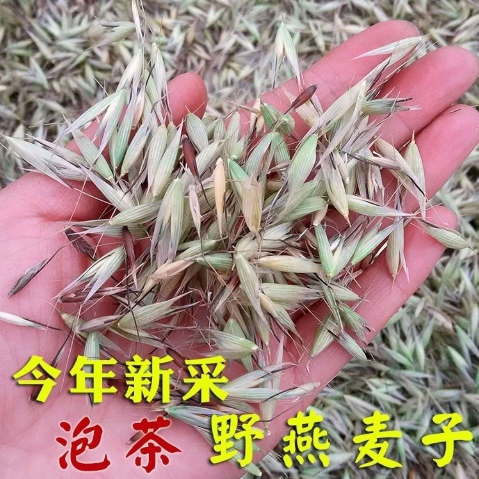 正宗野麦子中药材燕麦草野燕麦穗野麦草乌麦包邮品种齐全正品新货