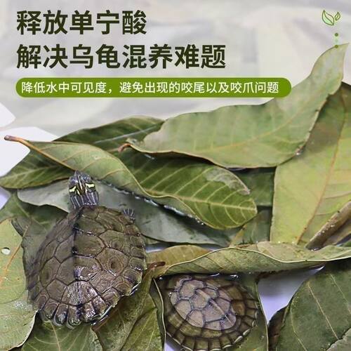 乌龟专用龙眼叶预防腐皮烂甲龟缸