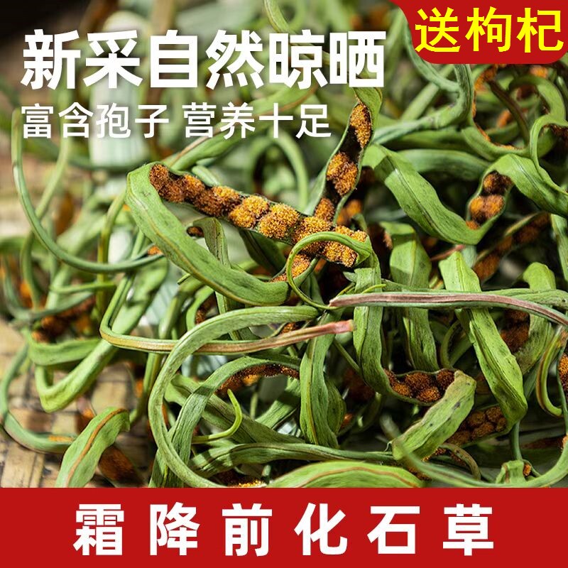 长白山肾精草化石茶黄金草