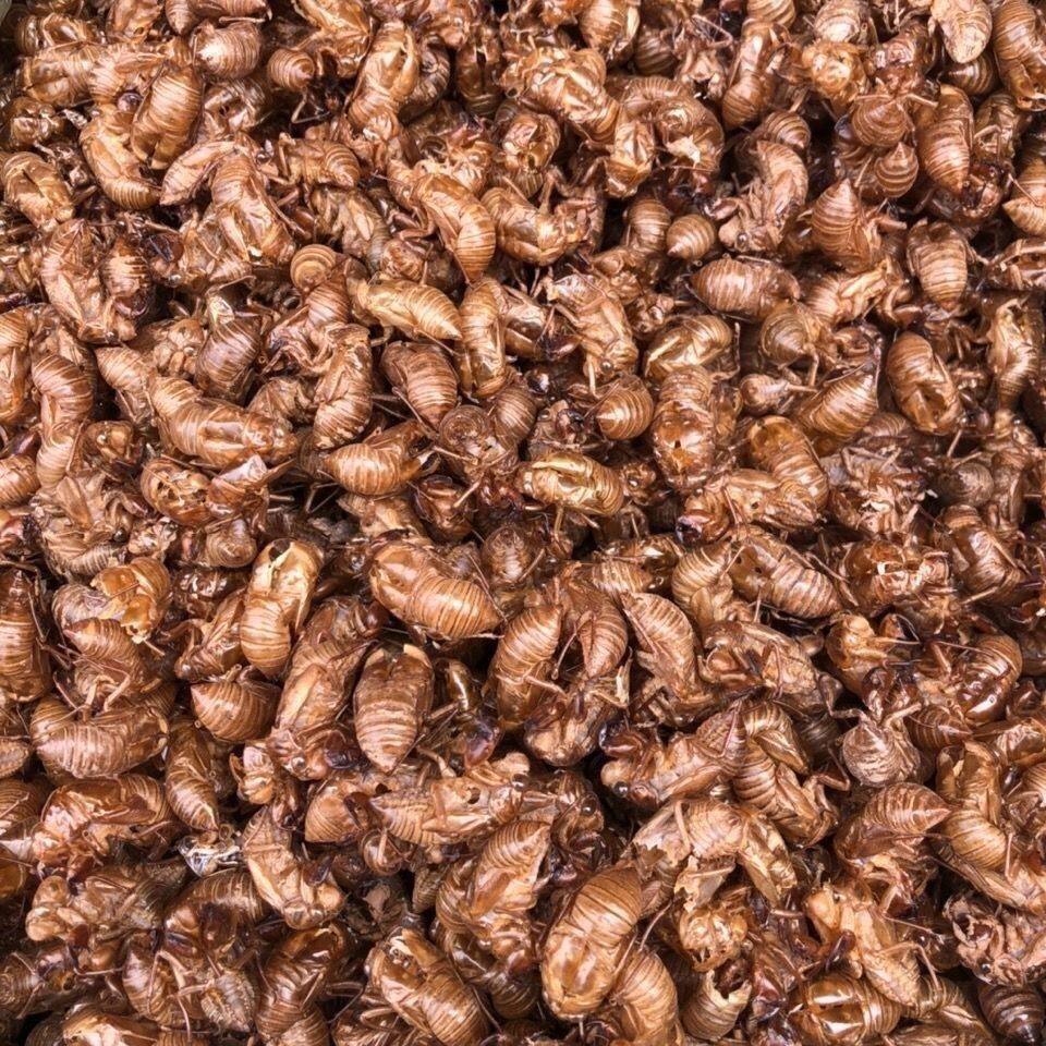 蝉壳可打粉包邮新货蝉蜕中药材 正品毛猴大别山50克100g蝉退