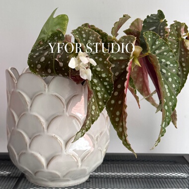【YFOR STUDIO】出口外贸复古陶瓷无孔白绿色秋海棠蝴蝶兰花盆