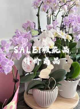 【YFOR】复古景德镇多肉兰花家用陶瓷水培小花盆清仓特价