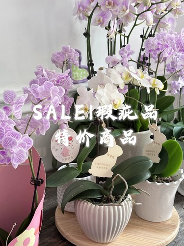 清仓小陶瓷蝴蝶兰花盆