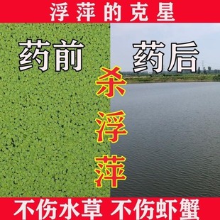 极速浮萍一扫光蓝藻青苔分解酶z鱼池塘除水草净清理神器不伤鱼虾