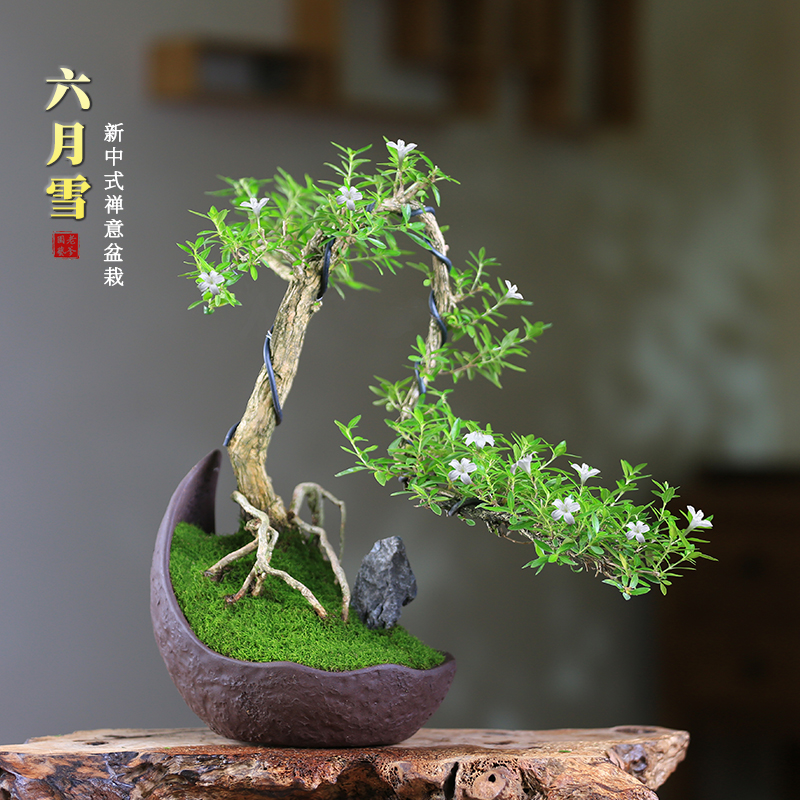 极速六月雪盆栽开花观叶造型盆景C桌面绿植客厅办公室摆件紫砂精