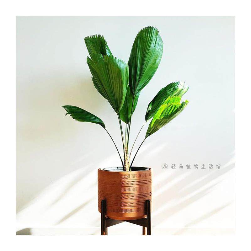 极速圆叶轴榈轴棕叶盆栽办公室内喜阴好养K易活绿植ins风热带植物