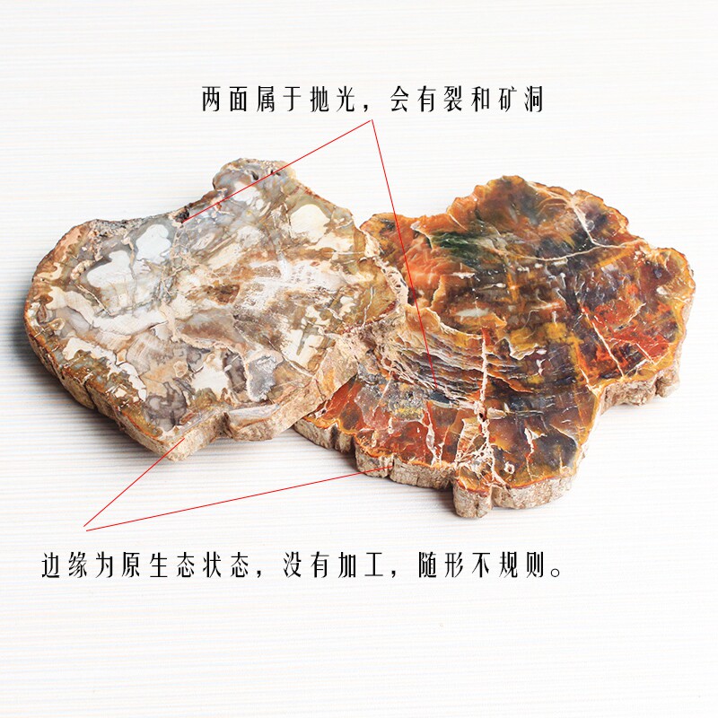 极速天然木化玉原石切片8-1v5cm标本石树化玉茶杯垫家居复古装饰