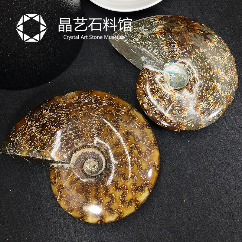 极速天然玉化螺古生物化石海螺摆件儿H童宝石水晶原料矿石标本一