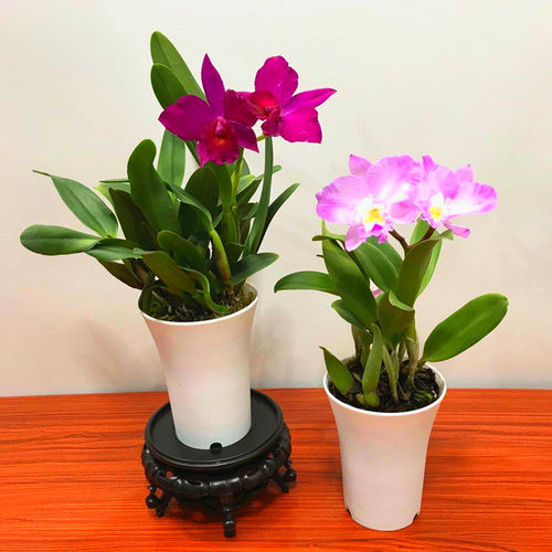 极速兰花洋兰卡特兰迷你卡特开花好看室内K办公桌盆栽净化空气吸