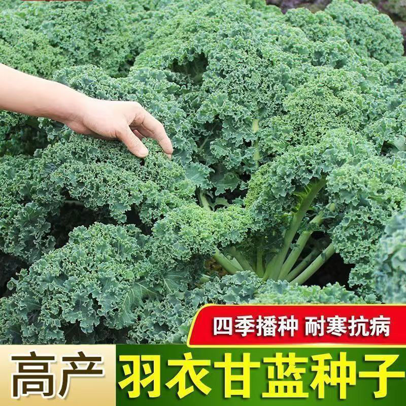 【羽衣甘蓝种子】四季播种有机高钙耐寒橄榄菜大田盆栽易种植100c