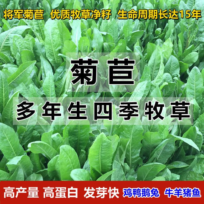 菊苣草种籽大叶菊苣四季生长高产牧草种子牛兔鸡鸭菜多年生1000