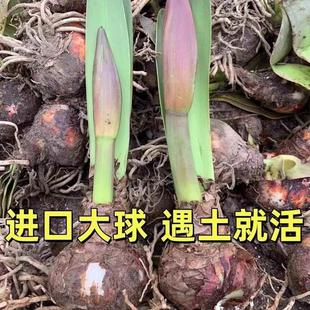 现货 巨无霸系列 大球 荷兰进口朱顶红种球带花苞花剑重瓣易种活
